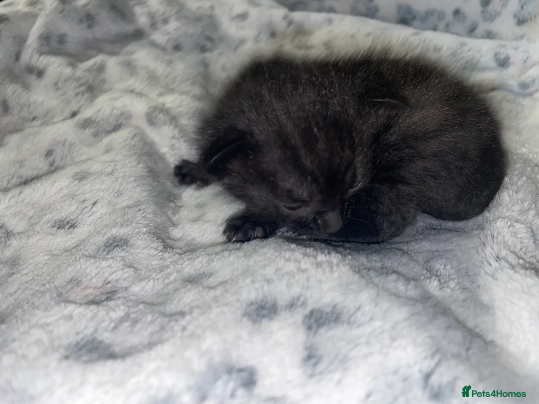 Mixed Breed cats for sale: Beautiful black kitten - Advert 12
