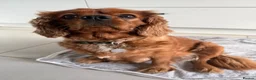 Cavalier King Charles Spaniel dogs for sale: 🐾Ruby Male Cavalier King Charles Spaniel🐾 in Nantwich - Advert 1