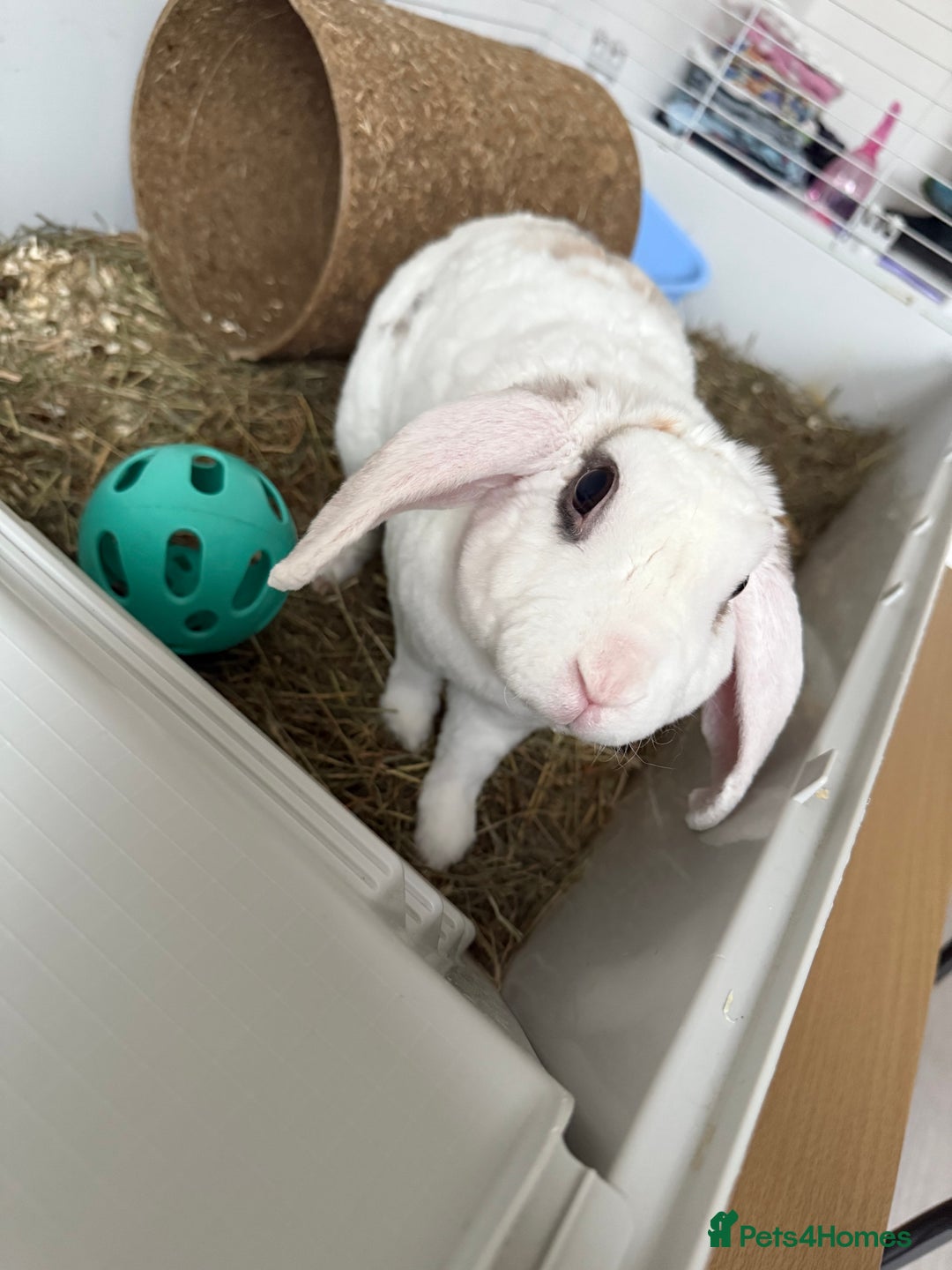 Mixed Breed rabbits for sale: 8/9 month rabbit - Advert 3