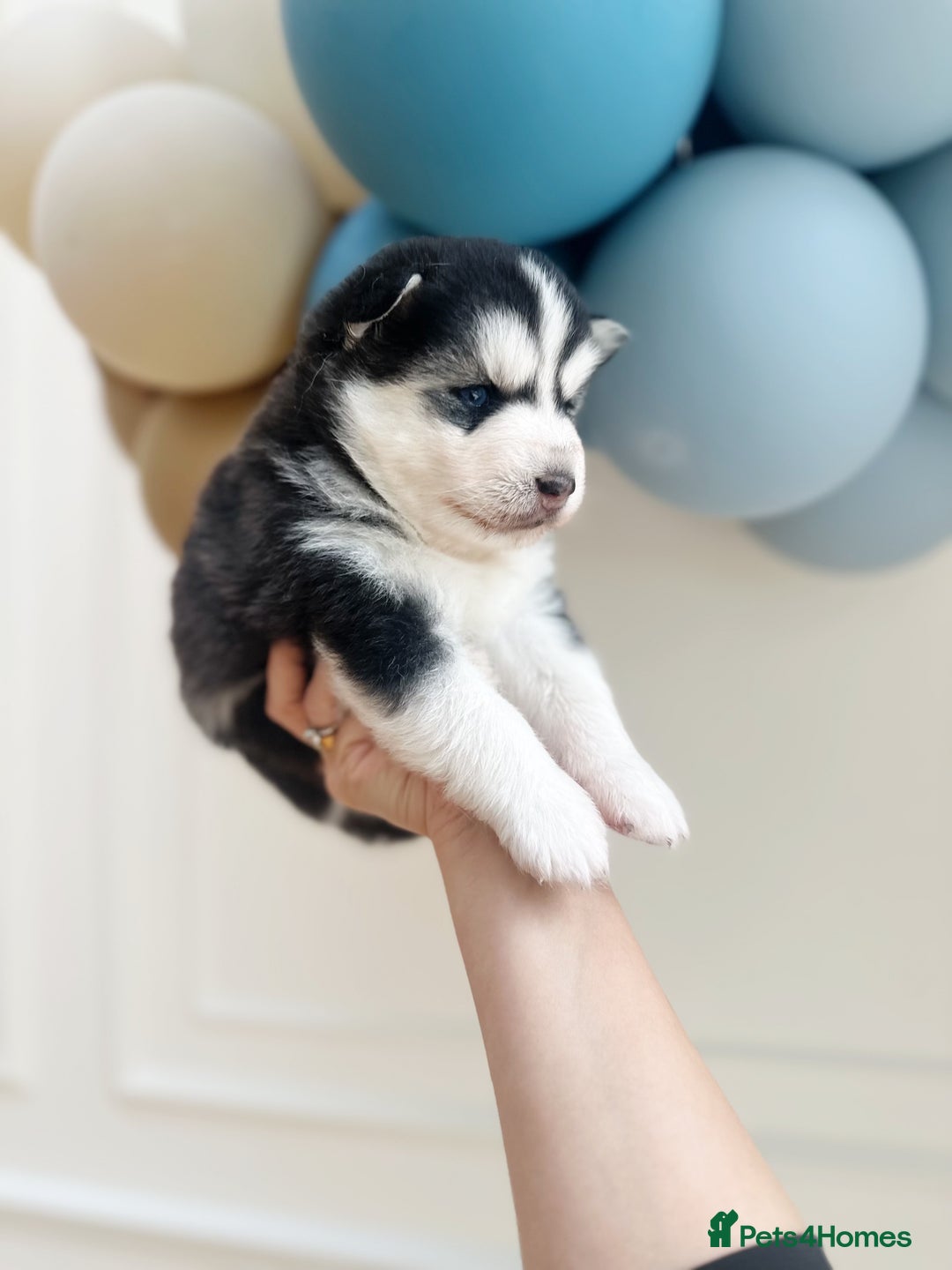 Pomsky dogs for sale: Blue-Eyed Pomskies Seeking Their Forever Homes 💫 - Image 3