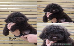 Lagotto Romagnolo dogs for sale: Stunning lagottos puppies  - Image 4