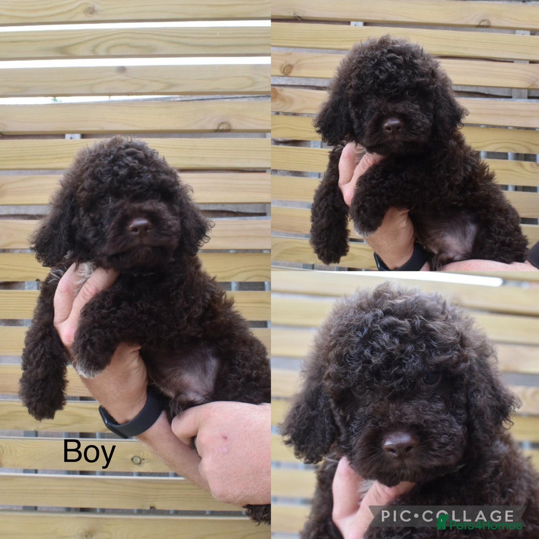 Lagotto Romagnolo dogs for sale: Stunning lagottos puppies  - Image 4