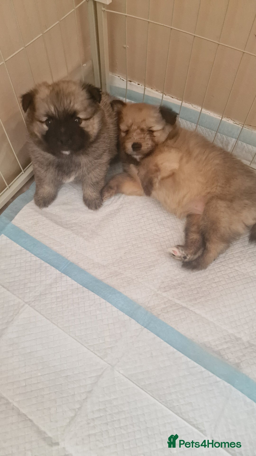 Mixed Breed dogs for sale: Puppie girl - Image 4