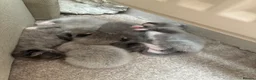Mixed Breed cats for sale: Grey Kittens - Advert 25