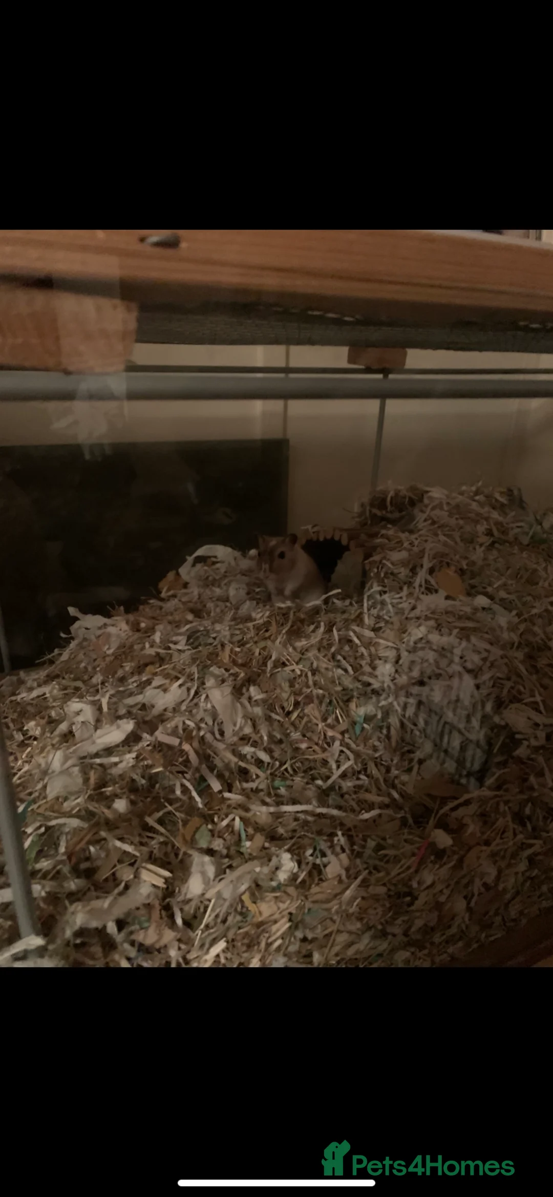 Gerbil rodents for sale: 2 male gerbils with full setup  - Advert 5