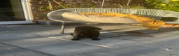 Labrador Retriever dogs for sale: Black labrador dogs - Advert 8