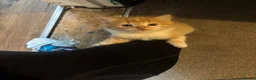 Ragdoll cats for sale: Ragdoll mix ginger boy - Advert 2