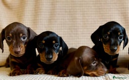 Miniature Dachshund dogs for sale: KC Reg, Health tested, miniature Dachsund Puppies - Image 8