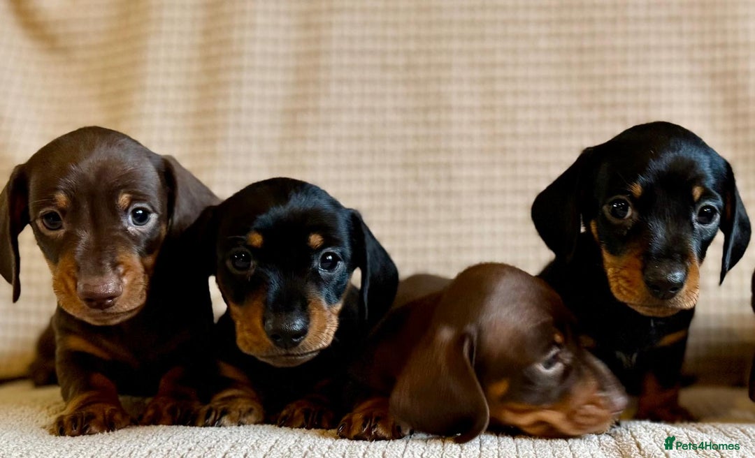 Miniature Dachshund dogs for sale: KC Reg, Health tested, miniature Dachsund Puppies - Image 8