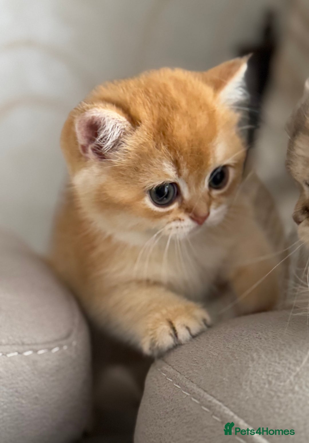 British Shorthair cats for sale: 🌟 Last two beautiful  Golden BSH girls 🌟 - Advert 5