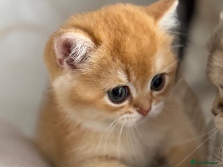 British Shorthair cats 🌟Amazing 4 BSH Golden kittens🌟 - Advert 17