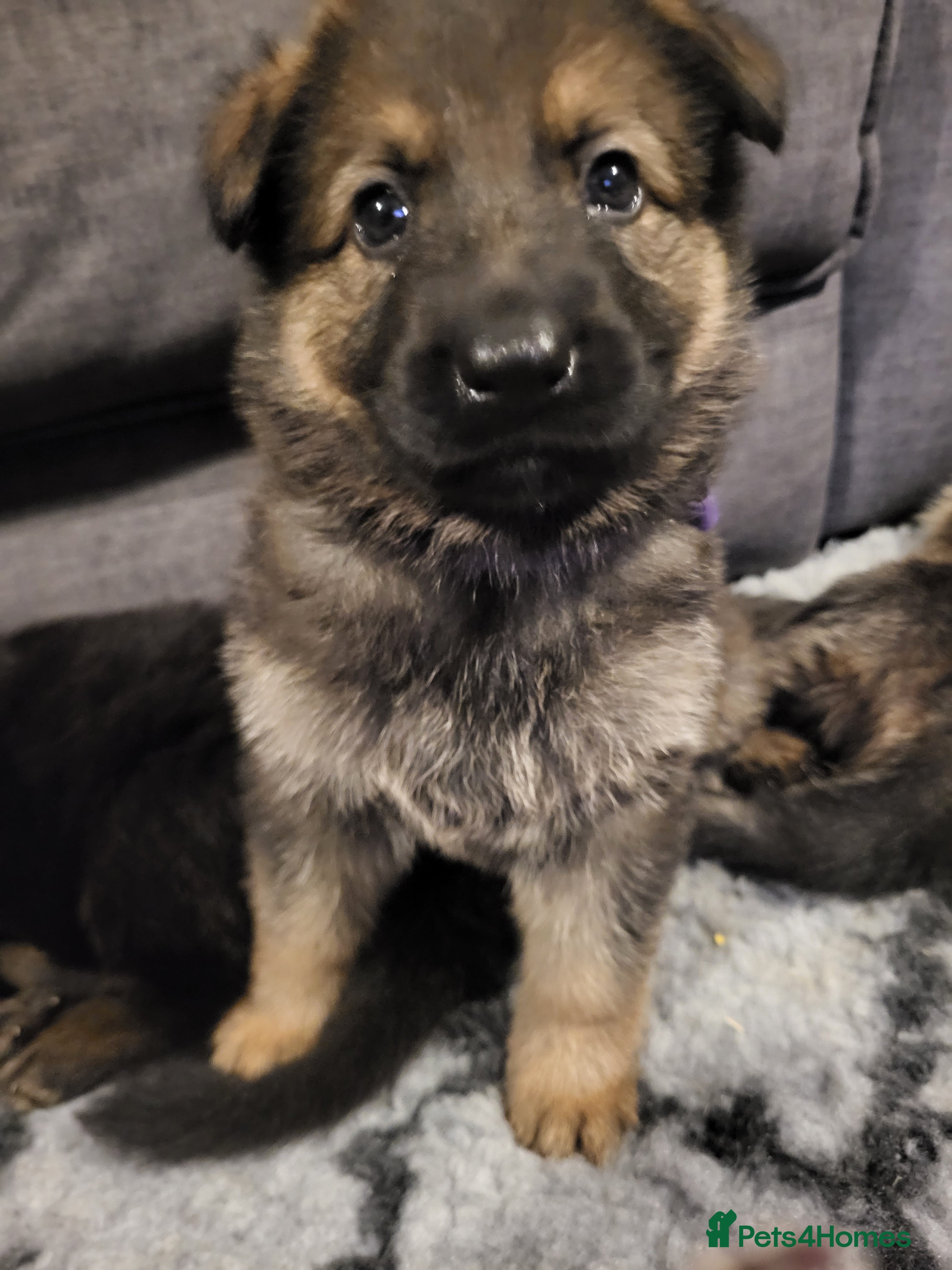 German Shepherd dogs German shepherd female only - Advert 8