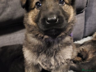 German Shepherd dogs German shepherd female only - Advert 5