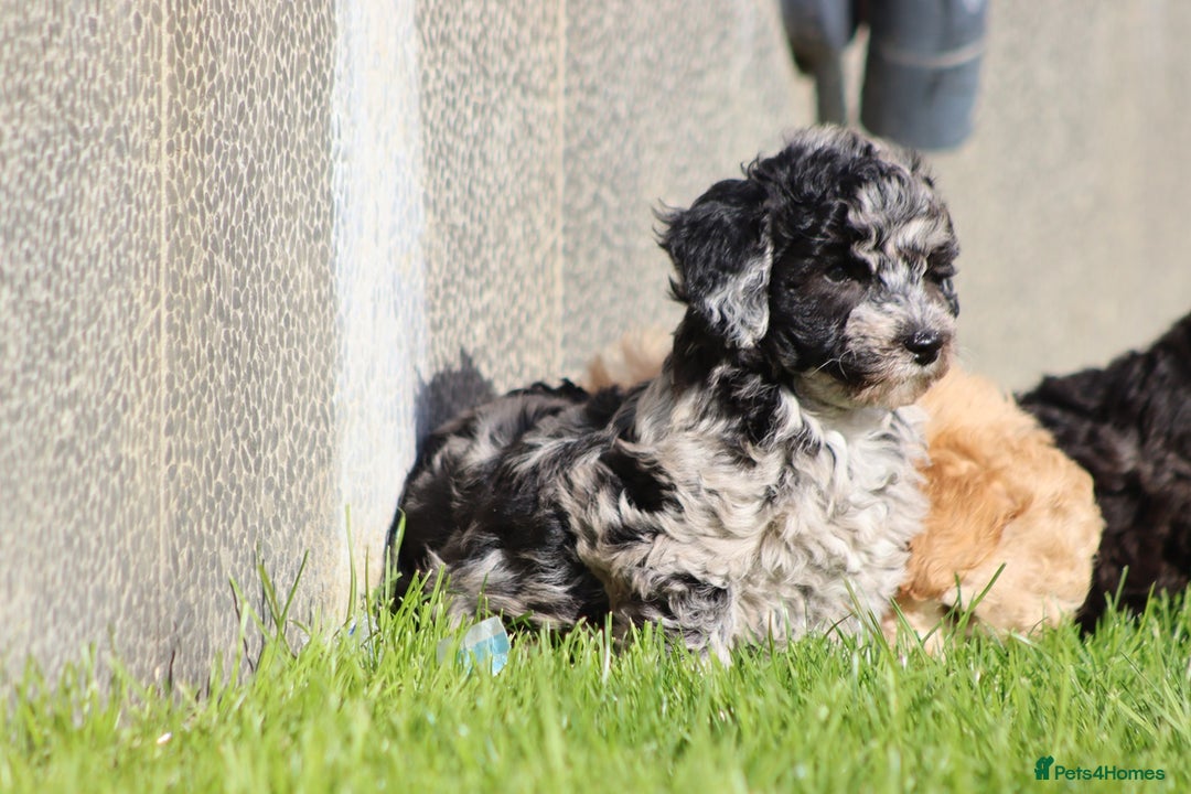 Poochon dogs for sale: F1 Poochon puppies For Sale  - Image 22