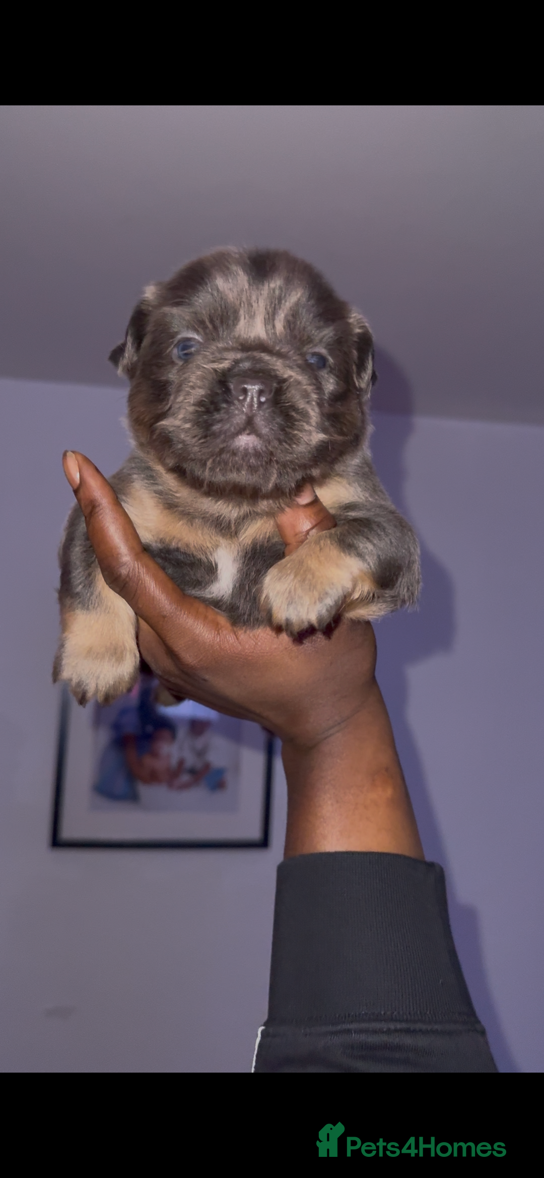 French Bulldog dogs for sale: Lilac & tan fluffies/ **  - Advert 1