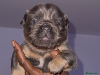 French Bulldog dogs Lilac & tan fluffies/big rope - Advert 6