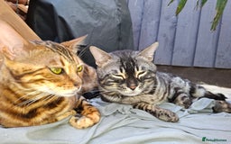 Bengal cats for sale: Show quality pure bengal kittens. - Image 17