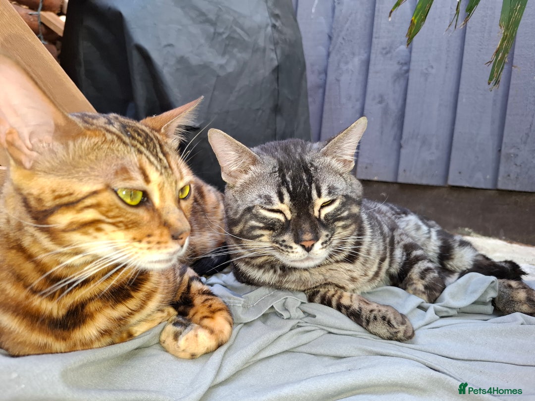Bengal cats for sale: Show quality pure bengal kittens. - Image 17