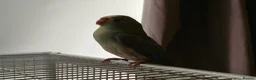 Parakeets birds for sale: Kakariki - Baby Kakariki - Ready now - Kakarikis - Advert 3