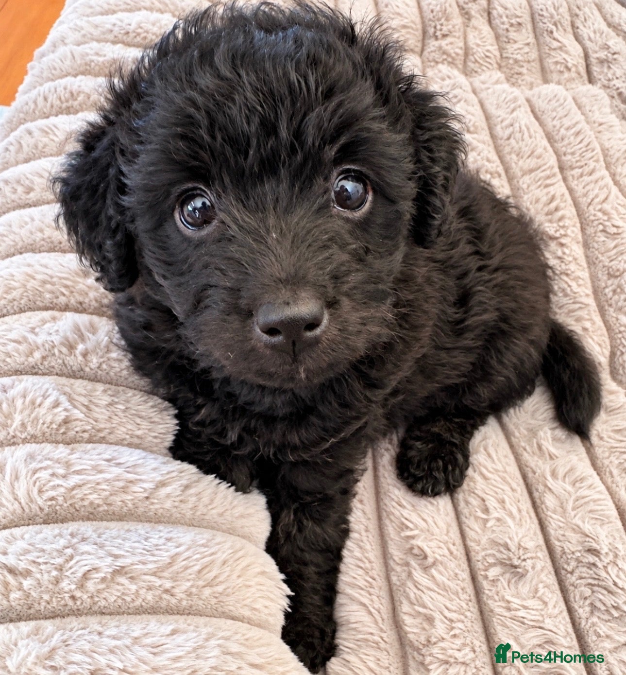 Jackapoo dogs 🐾 Beautiful F1B Jackapoo Boy – Home Reared - Advert 13