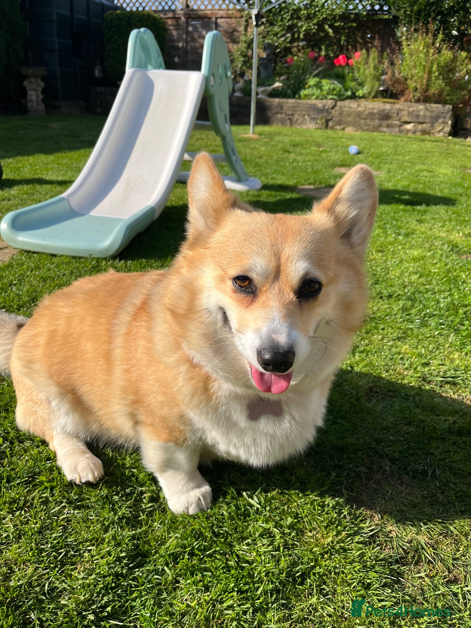 Welsh Corgi Pembroke dogs Welsh Pembroke Corgi - Advert 1