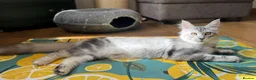 Maine Coon cats for sale: Only this weekend Maine Coon super price - Advert 5