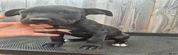 Presa Canario dogs for sale: Presa Canario Puppies ♥️  - Advert 17