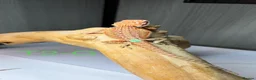 Bearded Dragon reptiles for sale: Baby Bearded Dragons available  - Advert 8