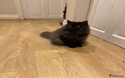 Persian cats for sale: Please read Pure male Persian kittens for sale  - Image 10