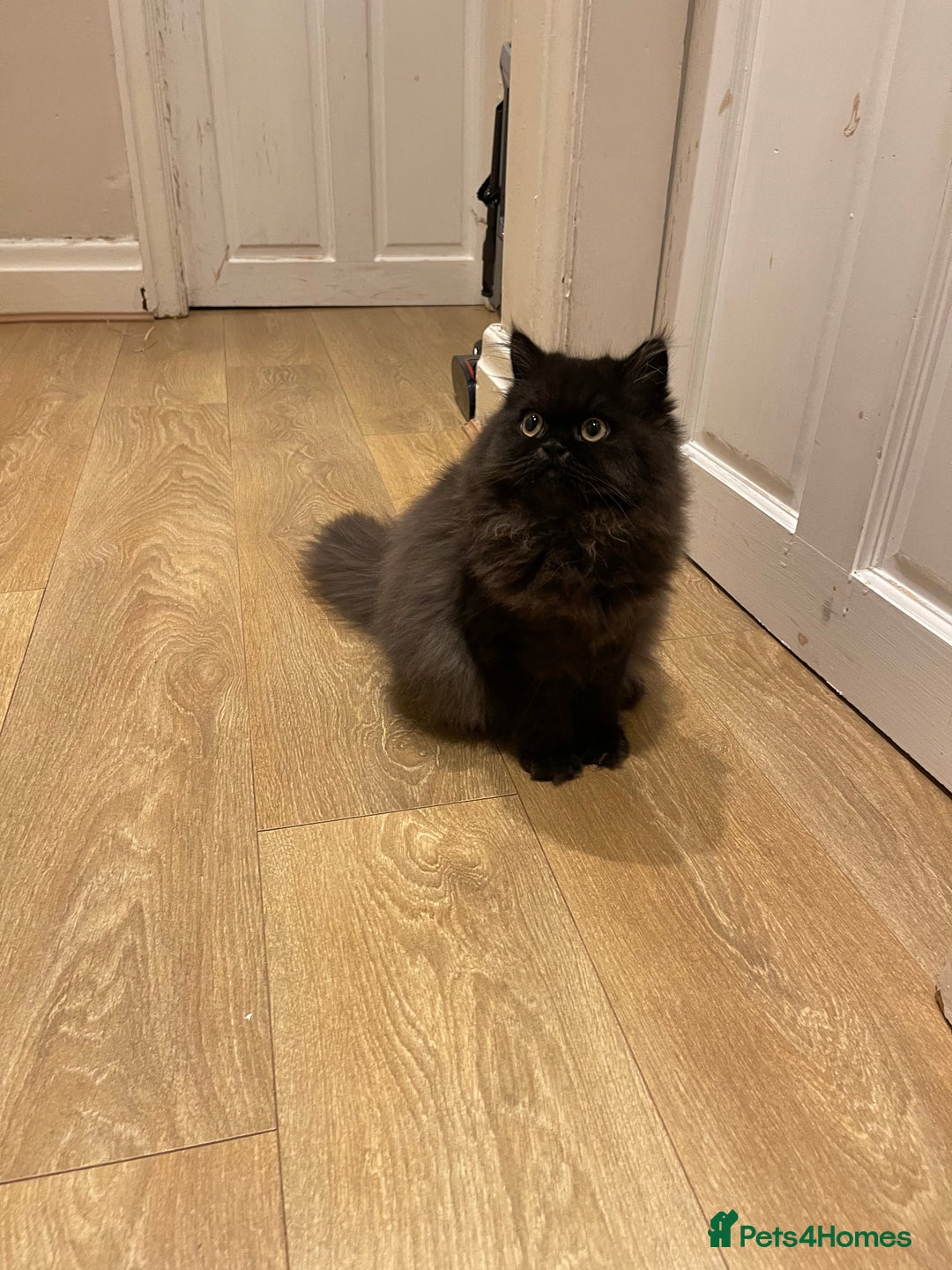 Persian cats for sale: Please read Pure male Persian kittens for sale  - Image 10