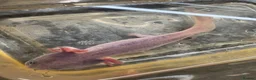 Other/Mixed Breed fish for sale: 7 month old Axolotls  - Advert 4