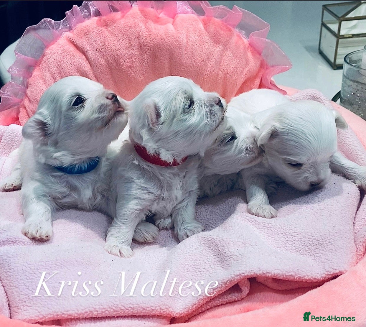 Maltese dogs ✨Outstanding kc registered Korean Maltese puppies✨ - Advert 21