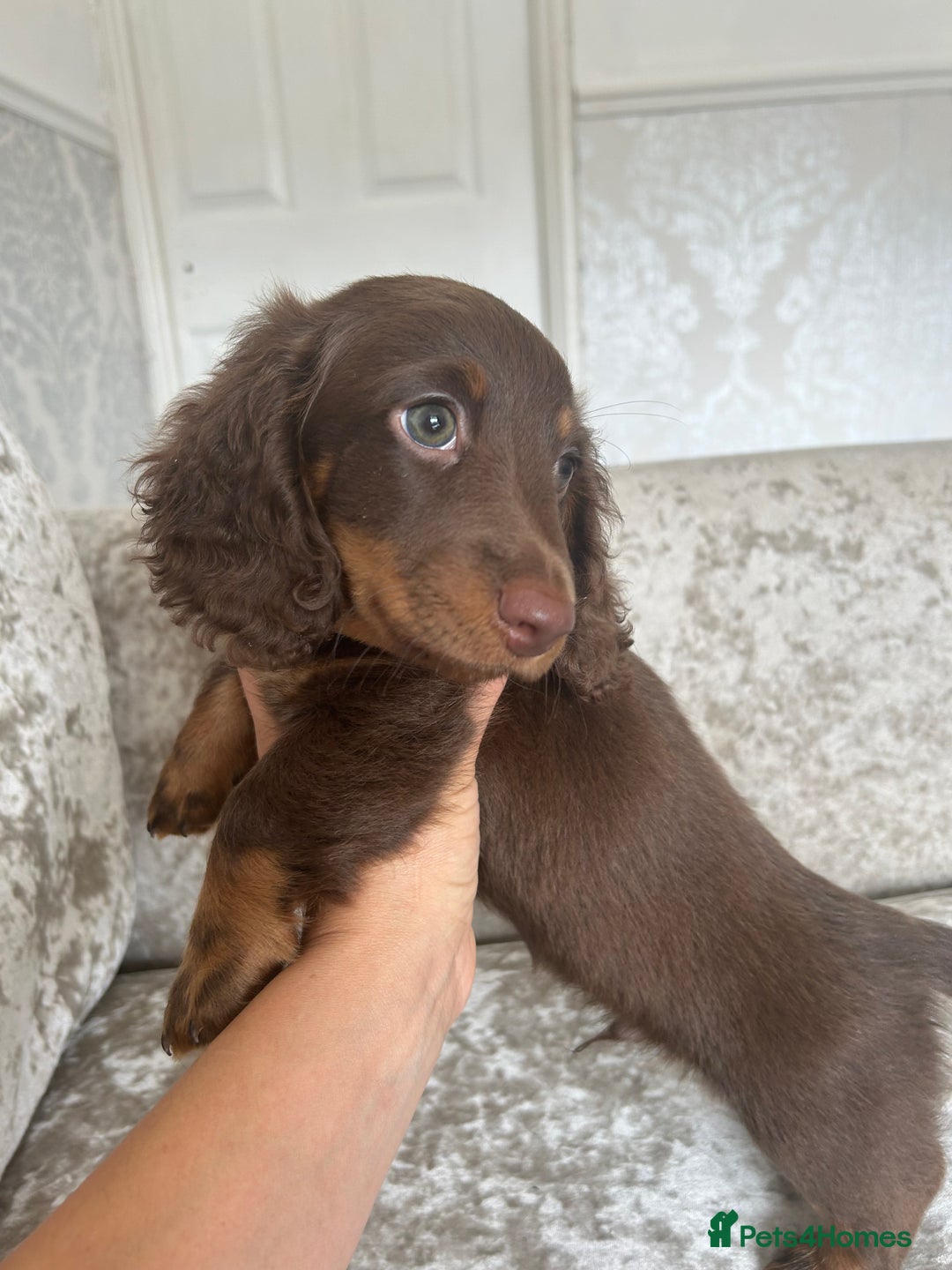 Dachshund dogs for sale: Dachshund puppies  - Image 4