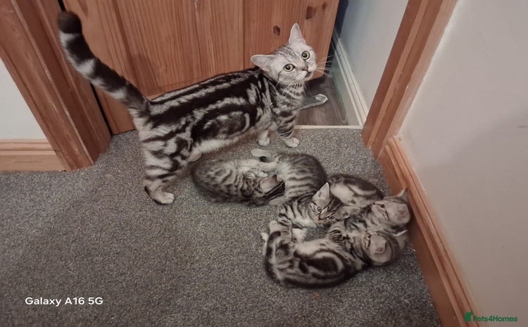 British Shorthair cats - Advert 5