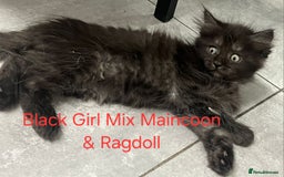 Maine Coon cats for sale: Maincoon Kitten For Sale - Image 4