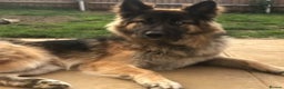 German Shepherd dogs for stud: German Shepard up for stud  in Erith - Advert 2