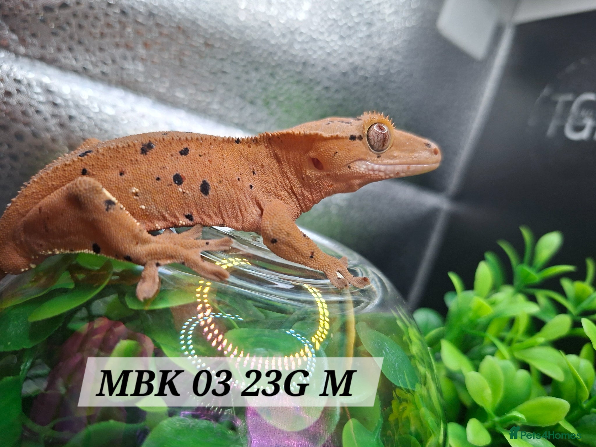 Gecko reptiles Beautiful Crested Gecko's ready for new homes  - Advert 2