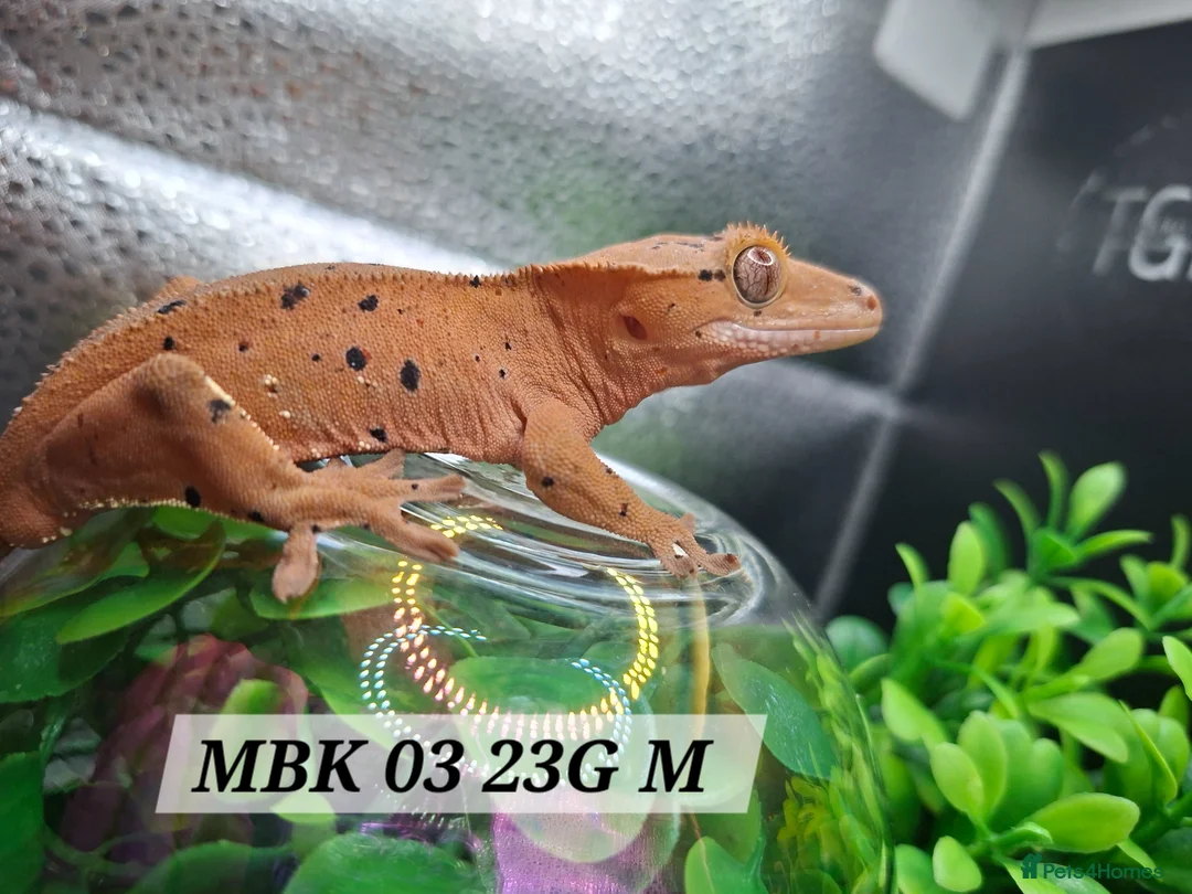 Gecko reptiles for sale: Beautiful Crested Gecko's ready for new homes  - Advert 1
