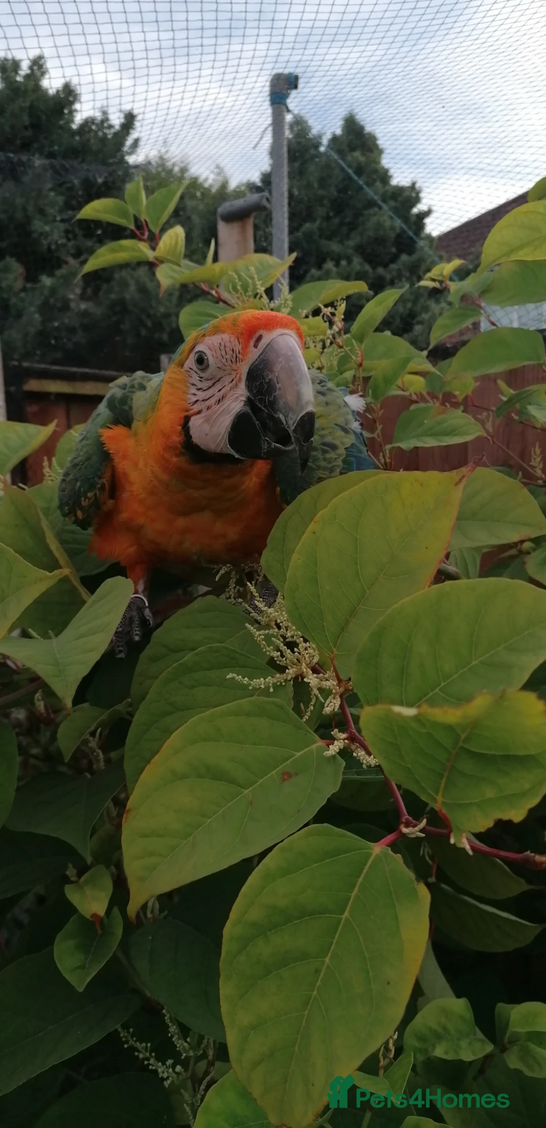 Macaws birds for sale: Lovely, beautiful Catalina Macaw girl ❤️ - Advert 2