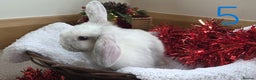 Mini Lop rabbits for sale: Beautiful Baby Purebred Mini Lops - Ready 15th Dec - Advert 10
