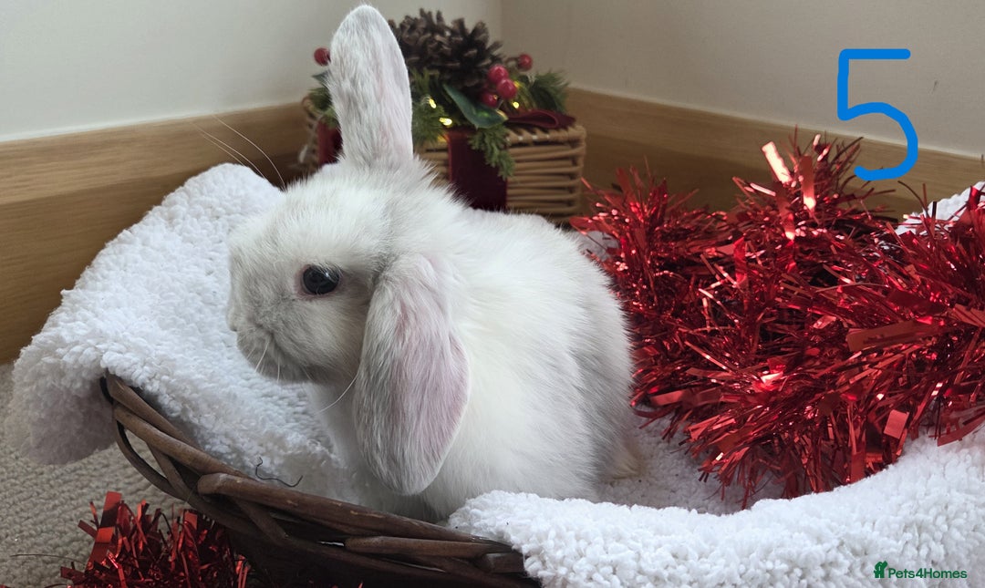 Mini Lop rabbits for sale: Beautiful Baby Purebred Mini Lops - Ready 15th Dec - Advert 10