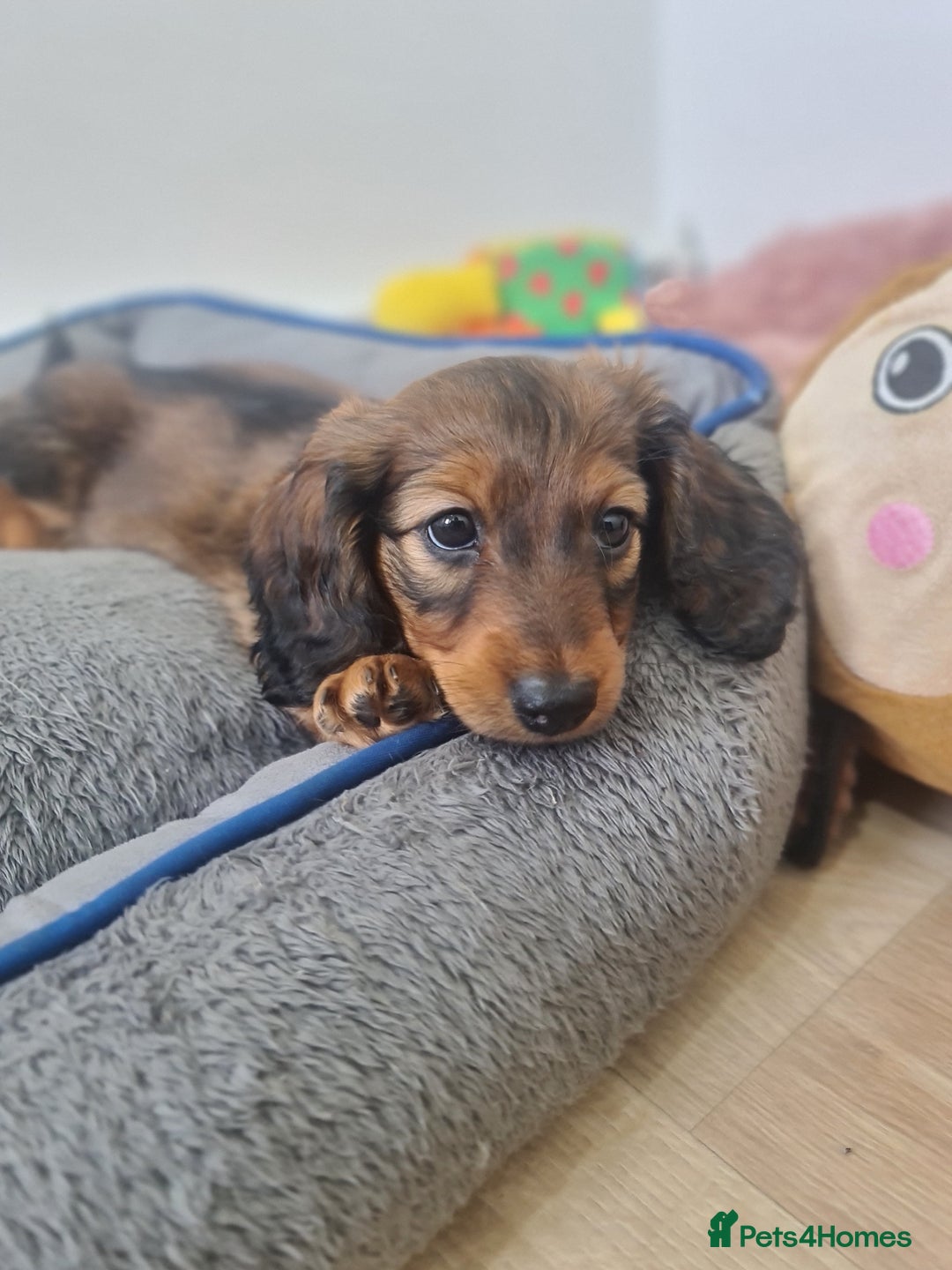 Dachshund dogs for sale: Last one beautiful long-haired dachshunds girl 😍 - Image 33