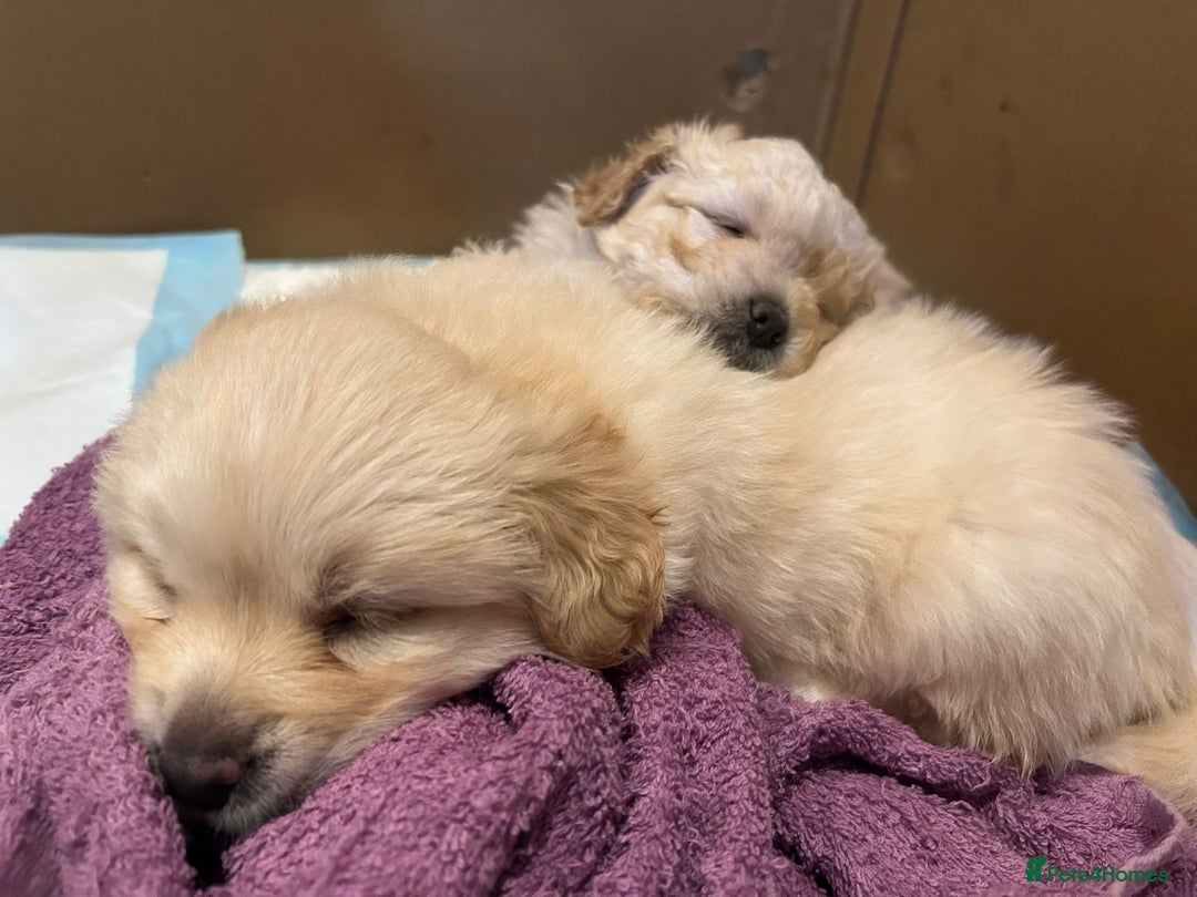 Mixed Breed dogs for sale: Pomapoo & Jackaranian Cross Puppies Ready Soon  - Image 6