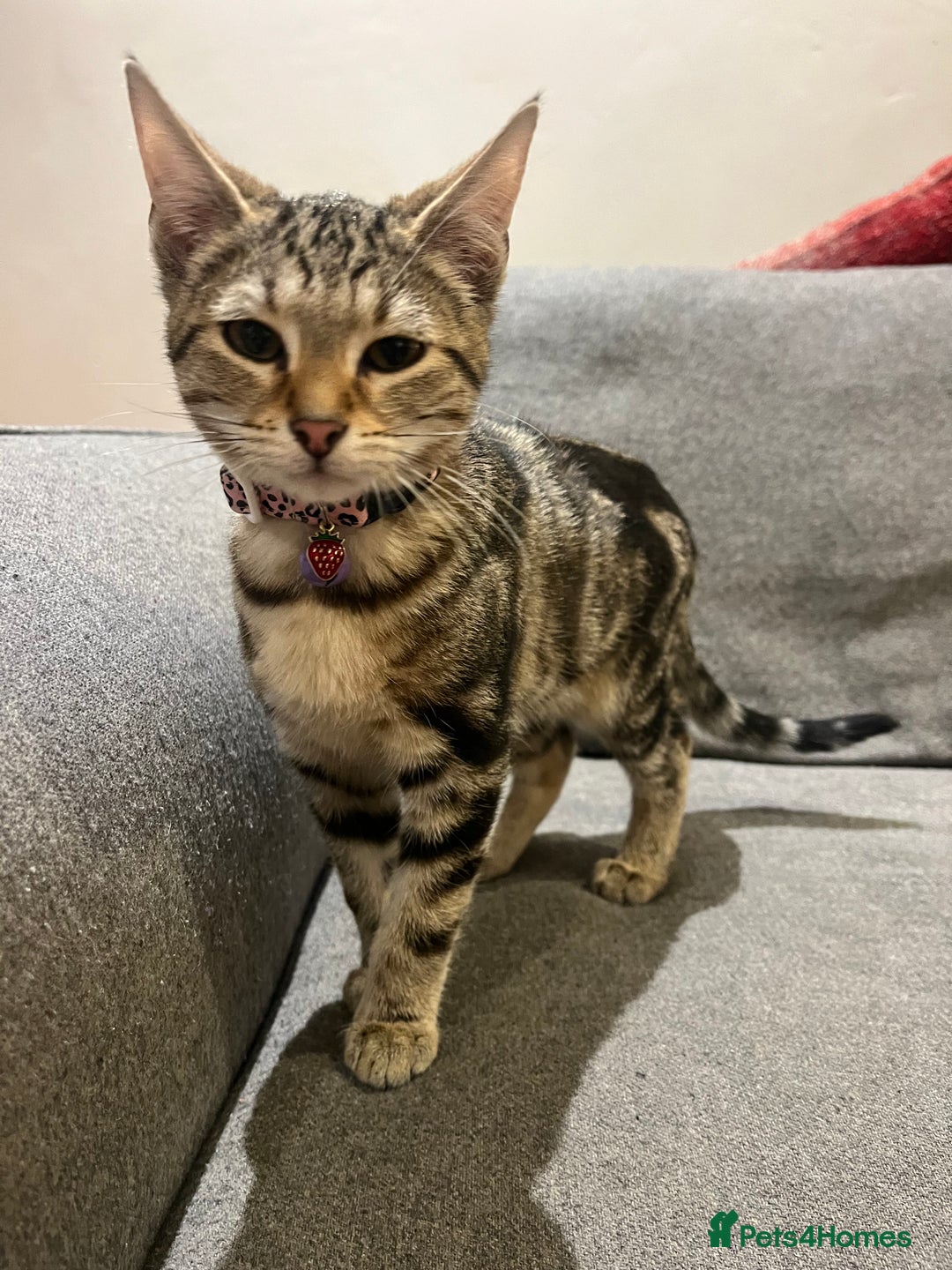 Mixed Breed cats for sale: Sibling Female Bengal x Ragdoll x 2 17 weeks old - Advert 7