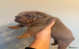 English Bulldog dogs for sale: KC Registered English Bulldogs - Image 11