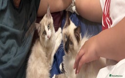 Ragdoll cats for sale: Ragdol male and female 6&5 months old - Image 2