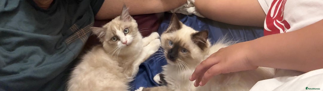 Ragdoll cats for sale: Ragdol male and female 6&5 months old - Image 2