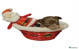 Chihuahua dogs for sale: Chihuahua puppies READY DECEMBER - Advert 5