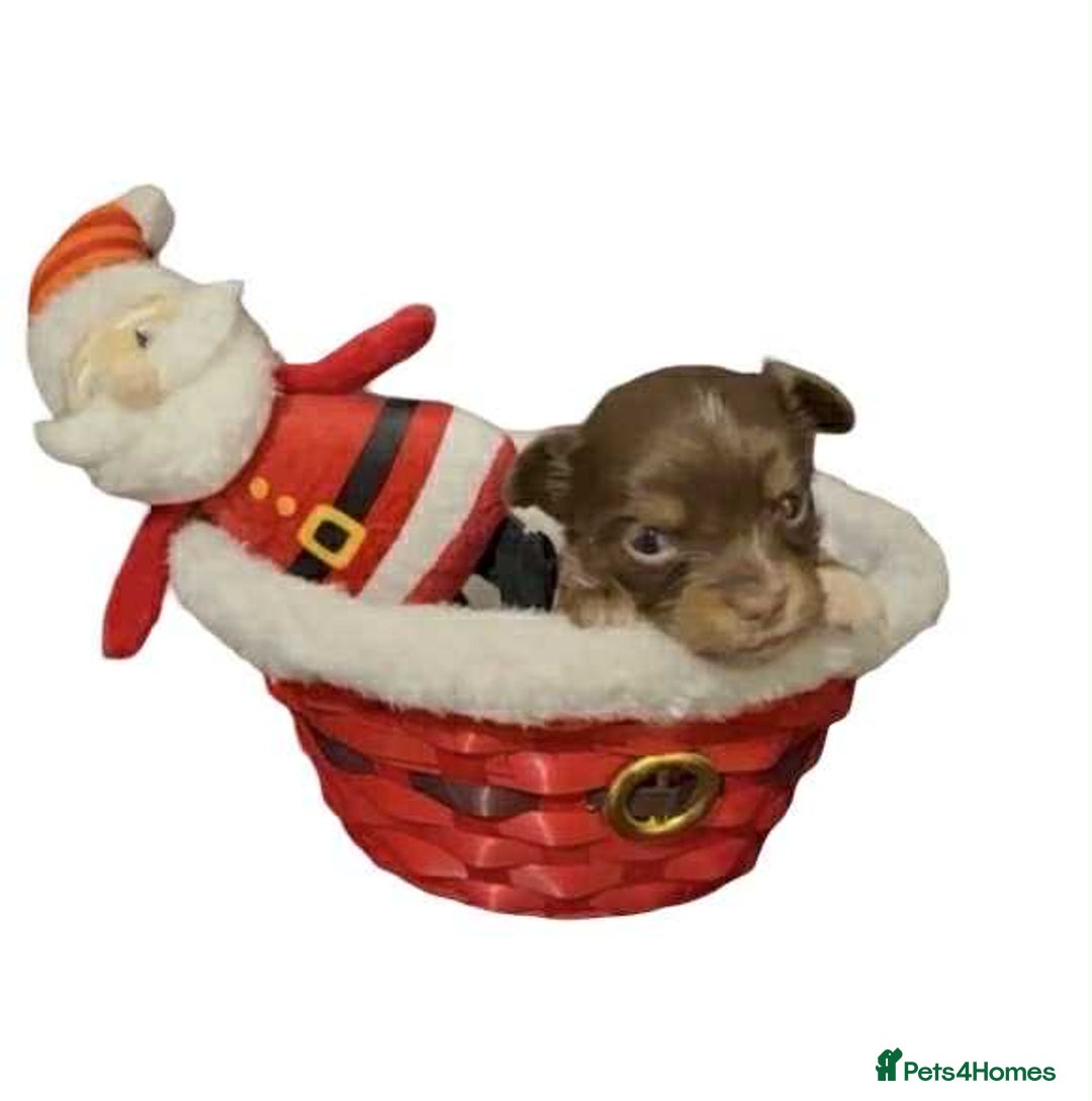 Chihuahua dogs for sale: Chihuahua puppies READY DECEMBER - Advert 5