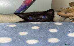 British Shorthair cats for sale: 1 Gorgeous Black kitten Remaining - Image 7